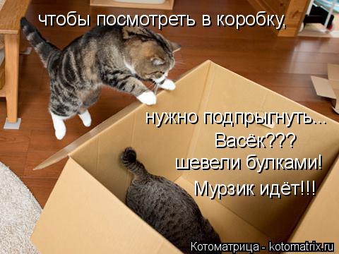 чтобы посмотреть в коробку, нужно подпрыгнуть... Васёк??? шевели булками! Мурзик идёт!!!... Котоматрица: чтобы посмотреть в коробку, нужно подпрыгнуть... Васёк??? шевели булками! Мурзик идёт!!!