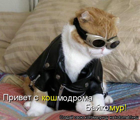 Привет с кош модрома Байко мур!... Котоматрица: Привет с кош модрома Байко мур!