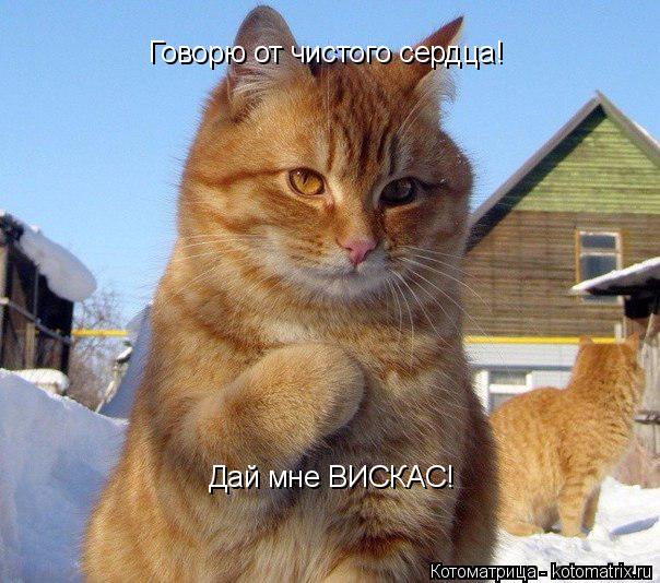 Говорю от чистого сердца! Дай мне ВИСКАС!... Котоматрица: Говорю от чистого сердца! Дай мне ВИСКАС!