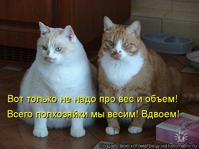 Вот только не надо про вес и объем! Всего полхозяйки мы весим! Вдвоем!... Котоматрица: Вот только не надо про вес и объем! Всего полхозяйки мы весим! Вдвоем!