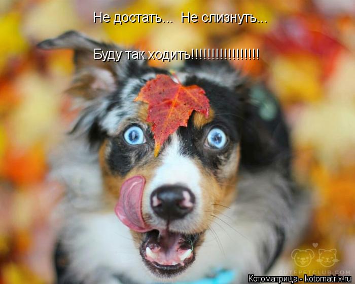 Не достать... Не слизнуть... Буду так ходить!!!!!!!!!!!!!!!!!... Котоматрица: Не достать... Не слизнуть... Буду так ходить!!!!!!!!!!!!!!!!!