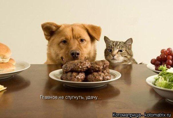 Главное не спугнуть, удачу...... Котоматрица: Главное не спугнуть, удачу...