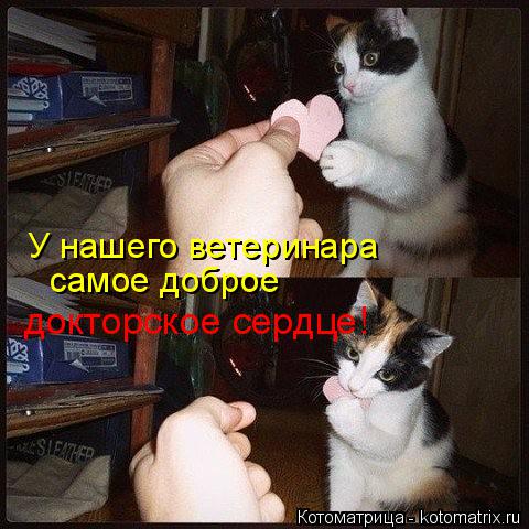 У нашего ветеринара самое доброе докторское сердце!... Котоматрица: У нашего ветеринара самое доброе докторское сердце!