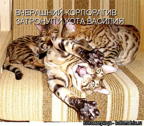ВЧЕРАШНИЙ КОРПОРАТИВ ЗАТРОНУЛ И КОТА ВАСИЛИЯ... Котоматрица: ВЧЕРАШНИЙ КОРПОРАТИВ ЗАТРОНУЛ И КОТА ВАСИЛИЯ