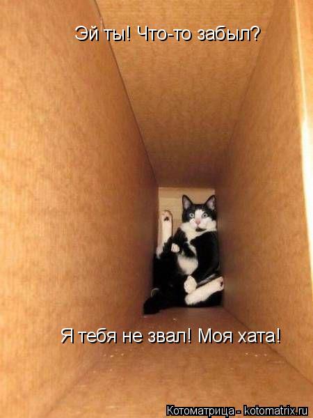 Эй ты! Что-то забыл? Я тебя не звал! Моя хата!... Котоматрица: Эй ты! Что-то забыл? Я тебя не звал! Моя хата!