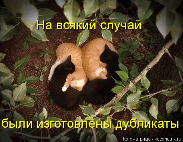 были изготовлены дубликаты На всякий случай... Котоматрица: были изготовлены дубликаты На всякий случай