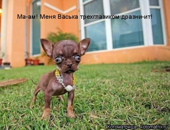Ма-ам! Меня Васька трехглазиком дразни-ит!... Котоматрица: Ма-ам! Меня Васька трехглазиком дразни-ит!