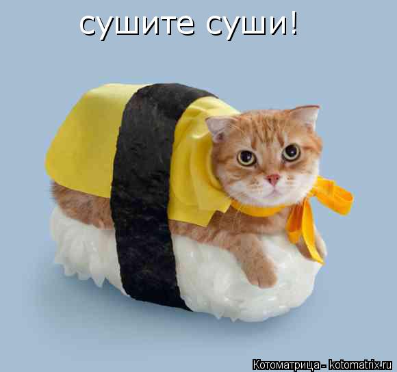 сушите суши!... Котоматрица: сушите суши!