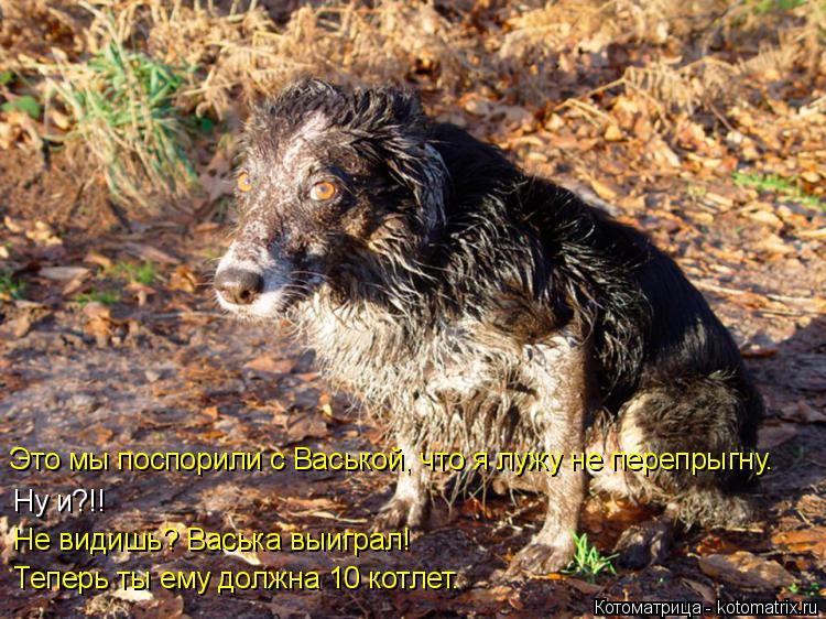 Это мы поспорили с Васькой, что я лужу не перепрыгну. Ну и?!! Не видишь? Васька выиграл! Теперь ты е... Котоматрица: Это мы поспорили с Васькой, что я лужу не перепрыгну. Ну и?!! Не видишь? Васька выиграл! Теперь ты ему должна 10 котлет.