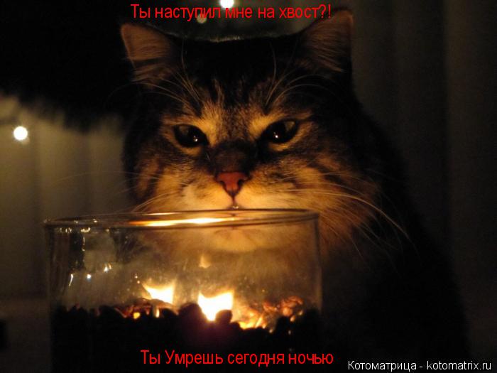 Ты Умрешь сегодня ночью Ты наступил мне на хвост?!... Котоматрица: Ты Умрешь сегодня ночью Ты наступил мне на хвост?!