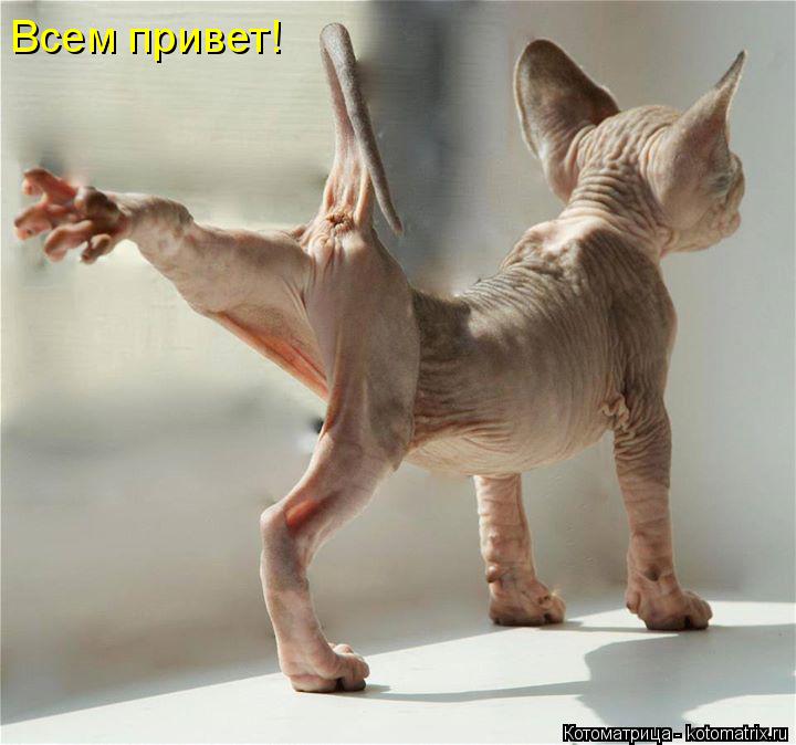 Всем привет!... Котоматрица: Всем привет!