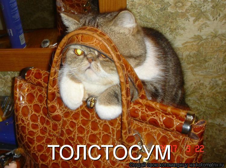 ТОЛСТОСУМ... Котоматрица: ТОЛСТОСУМ