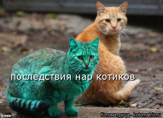 последствия нар котиков... Котоматрица: последствия нар котиков