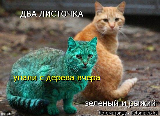 ДВА ЛИСТОЧКА зеленый и рыжий упали с дерева вчера... Котоматрица: ДВА ЛИСТОЧКА зеленый и рыжий упали с дерева вчера