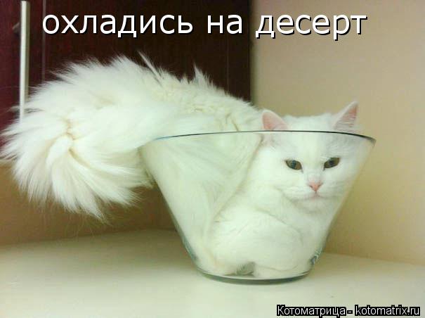 охладись на десерт... Котоматрица: охладись на десерт
