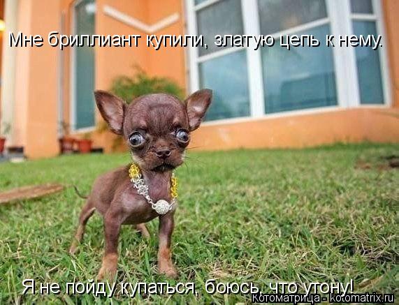 Мне бриллиант купили, златую цепь к нему. Я не пойду купаться, боюсь, что утону!... Котоматрица: Мне бриллиант купили, златую цепь к нему. Я не пойду купаться, боюсь, что утону!