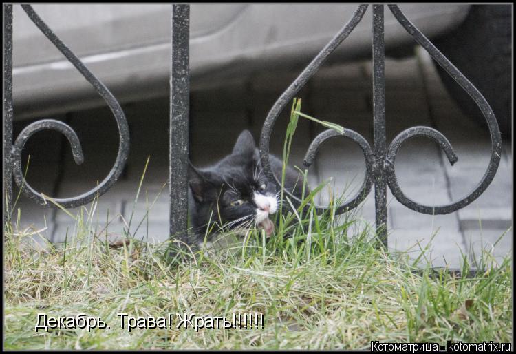 Декабрь. Трава! Жрать!!!!!!... Котоматрица: Декабрь. Трава! Жрать!!!!!!
