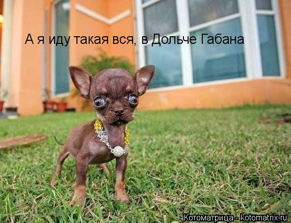 А я иду такая вся, в Дольче Габана... Котоматрица: А я иду такая вся, в Дольче Габана