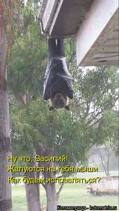 Ну что, Василий! Жалуются на тебя мыши... Как будем исправляться?... Котоматрица: Ну что, Василий! Жалуются на тебя мыши... Как будем исправляться?