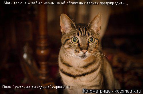 Мать твою, я ж забыл черныша об обгаженых тапках предупредить,,, План " ужасные выходные" сорван!!!!... Котоматрица: Мать твою, я ж забыл черныша об обгаженых тапках предупредить,,, План " ужасные выходные" сорван!!!!
