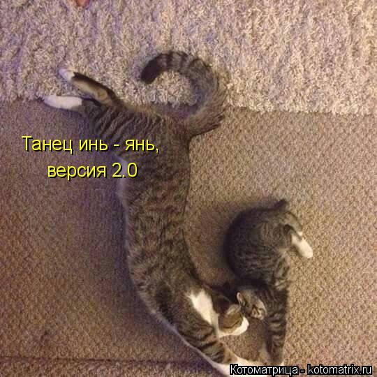 Танец инь - янь, версия 2.0... Котоматрица: Танец инь - янь, версия 2.0