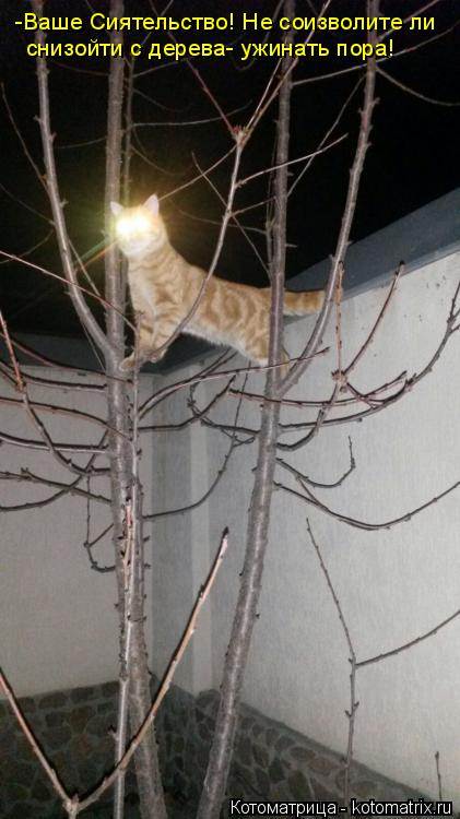 -Ваше Сиятельство! Не соизволите ли снизойти с дерева- ужинать пора!... Котоматрица: -Ваше Сиятельство! Не соизволите ли снизойти с дерева- ужинать пора!