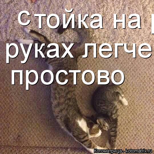c тойка на руках легче простово руках легче простово простово... Котоматрица: c тойка на руках легче простово руках легче простово простово