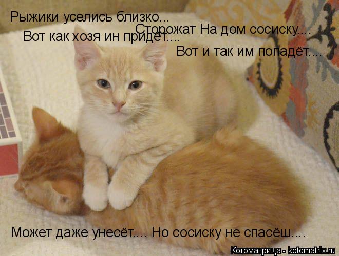 Рыжики уселись близко... Сторожат На дом сосиску.... Вот как хозя ин придёт.... Вот и так им попадёт... Котоматрица: Рыжики уселись близко... Сторожат На дом сосиску.... Вот как хозя ин придёт.... Вот и так им попадёт.... Может даже унесёт.... Но сосиску не спасёш..