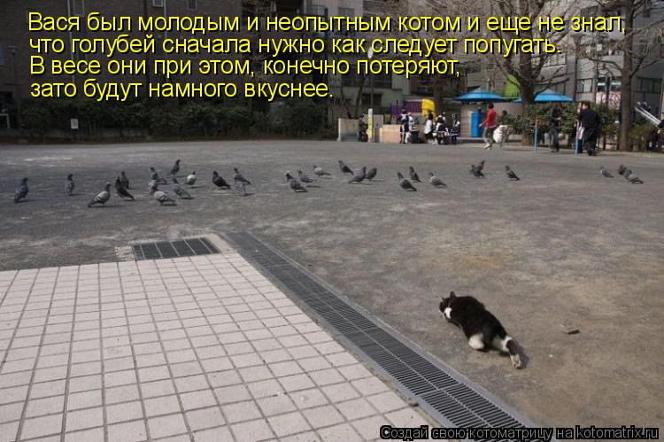 Вася был молодым и неопытным котом и еще не знал, что голубей сначала нужно как следует попугать. В в... Котоматрица: Вася был молодым и неопытным котом и еще не знал, что голубей сначала нужно как следует попугать. В весе они при этом, конечно потеряют, зато