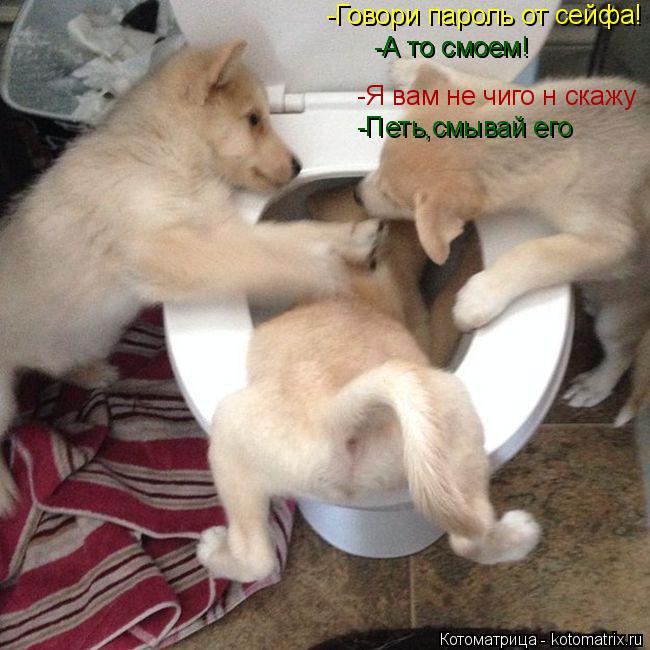 -Говори пароль от сейфа! -А то смоем! -А то смоем! -Я вам не чиго н скажу -Петь,смывай его... Котоматрица: -Говори пароль от сейфа! -А то смоем! -А то смоем! -Я вам не чиго н скажу -Петь,смывай его
