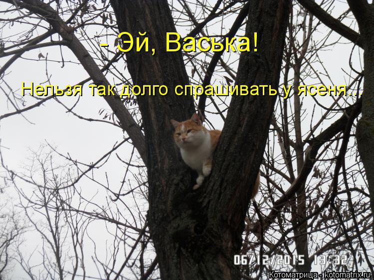 - Эй, Васька! Нельзя так долго спрашивать у ясеня...... Котоматрица: - Эй, Васька! Нельзя так долго спрашивать у ясеня...