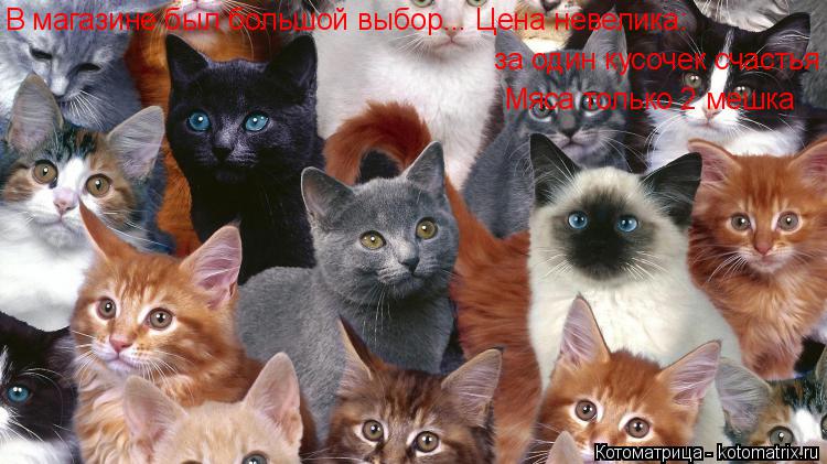 В магазине был большой выбор... Цена невелика: за один кусочек счастья Мяса только 2 мешка... Котоматрица: В магазине был большой выбор... Цена невелика: за один кусочек счастья Мяса только 2 мешка
