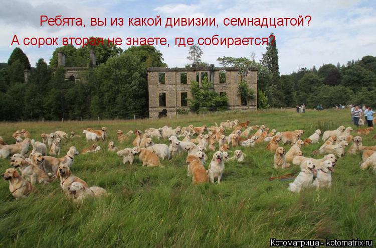 Ребята, вы из какой дивизии, семнадцатой? А сорок вторая не знаете, где собирается?... Котоматрица: Ребята, вы из какой дивизии, семнадцатой? А сорок вторая не знаете, где собирается?