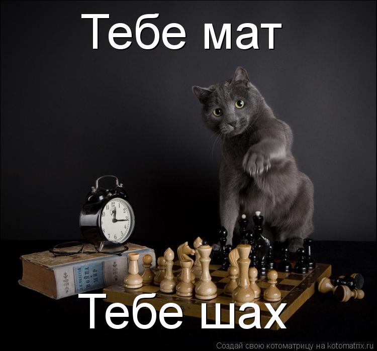 Тебе шах Тебе мат... Котоматрица: Тебе шах Тебе мат