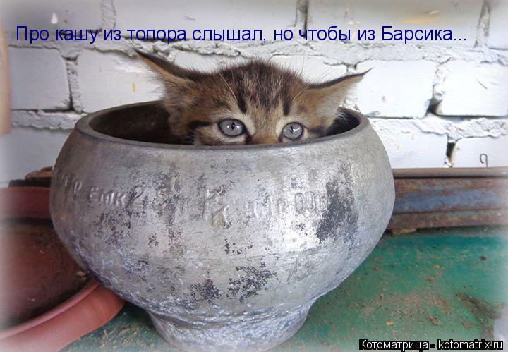 Про кашу из топора слышал, но чтобы из Барсика...... Котоматрица: Про кашу из топора слышал, но чтобы из Барсика...