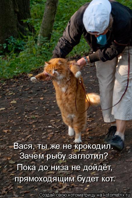 Вася, ты же не крокодил. Зачем рыбу заглотил? прямоходящим будет кот. Пока до низа не дойдёт,... Котоматрица: Вася, ты же не крокодил. Зачем рыбу заглотил? прямоходящим будет кот. Пока до низа не дойдёт,