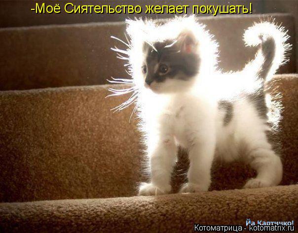 -Моё Сиятельство желает покушать!... Котоматрица: -Моё Сиятельство желает покушать!