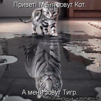 Привет! Меня зовут Кот. А меня зовут Тигр.... Котоматрица: Привет! Меня зовут Кот. А меня зовут Тигр.