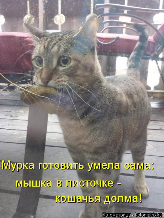 Мурка готовить умела сама: мышка в листочке - кошачья долма!... Котоматрица: Мурка готовить умела сама: мышка в листочке - кошачья долма!