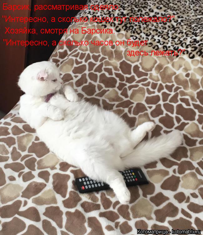 Барсик, рассматривая одеяло: "Интересно, а сколько кошек тут полежало?" Хозяйка, смотря на Барсика: "... Котоматрица: Барсик, рассматривая одеяло: "Интересно, а сколько кошек тут полежало?" Хозяйка, смотря на Барсика: "Интересно, а сколько часов он будет здес