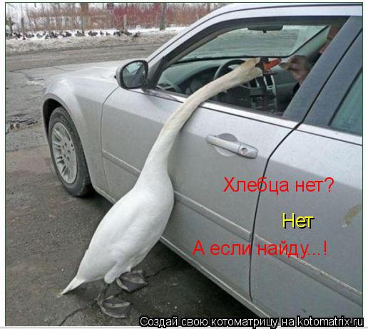 Хлебца нет? Нет А если найду...!... Котоматрица: Хлебца нет? Нет А если найду...!