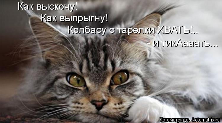 Как выскочу! Как выпрыгну! Колбасу с тарелки ХВАТЬ!.. - и тикАааать...... Котоматрица: Как выскочу! Как выпрыгну! Колбасу с тарелки ХВАТЬ!.. - и тикАааать...