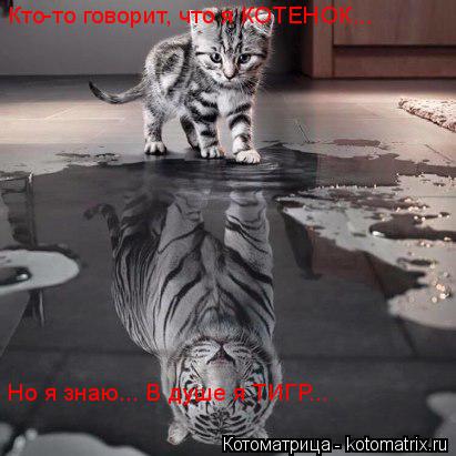 Кто-то говорит, что я КОТЕНОК... Но я знаю... В душе я ТИГР...... Котоматрица: Кто-то говорит, что я КОТЕНОК... Но я знаю... В душе я ТИГР...