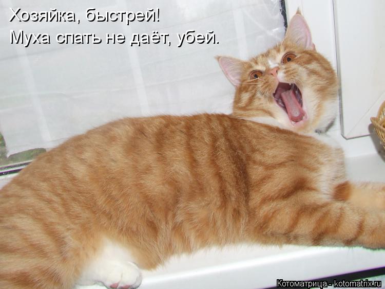 Хозяйка, быстрей! Муха спать не даёт, убей.... Котоматрица: Хозяйка, быстрей! Муха спать не даёт, убей.