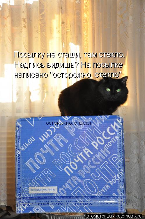 Котоматрица: ОСТОРОЖНО, СТЕКЛО! Посылку не стащи, там стекло. Надпись видишь? На посылке написано "осторожно, стекло".