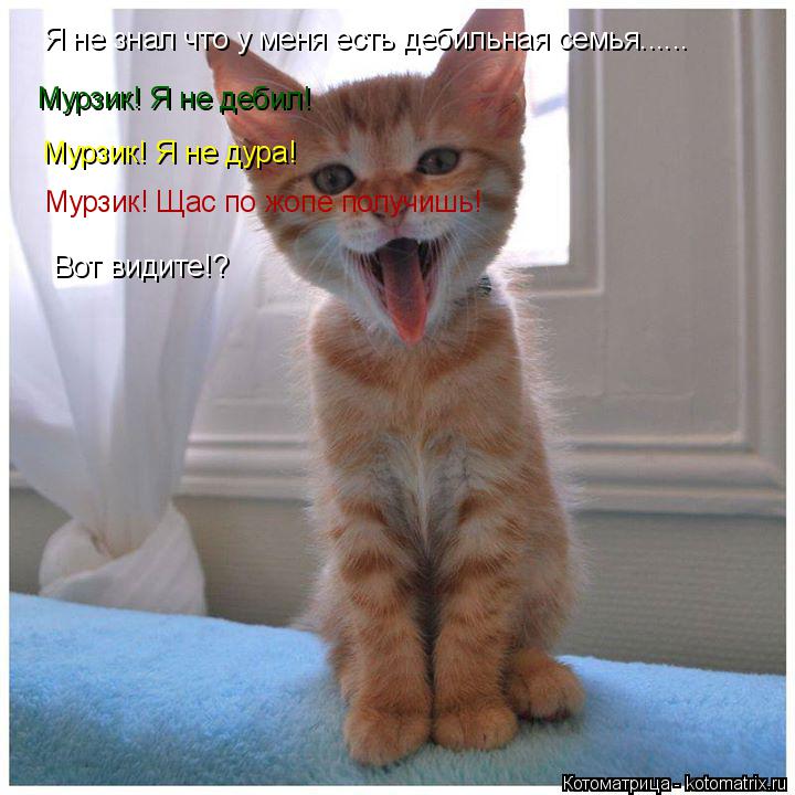 Мурзик! Я не дебил! Мурзик! Я не дура! Я не знал что у меня есть дебильная семья...... Мурзик! Щас по... Котоматрица: Мурзик! Я не дебил! Мурзик! Я не дура! Я не знал что у меня есть дебильная семья...... Мурзик! Щас по жопе получишь! Вот видите!?