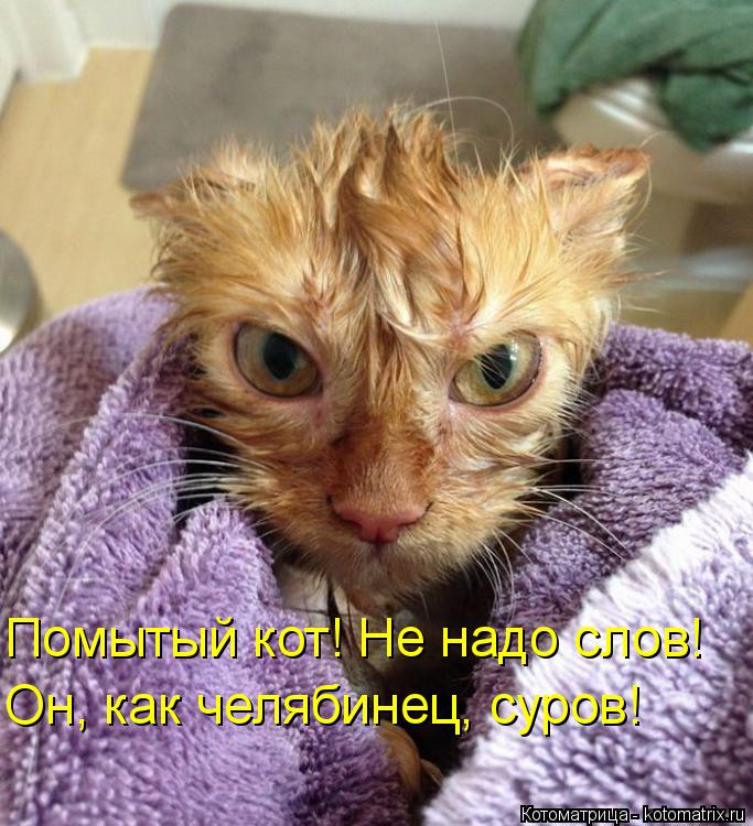 Помытый кот! Не надо слов! Он, как челябинец, суров!... Котоматрица: Помытый кот! Не надо слов! Он, как челябинец, суров!