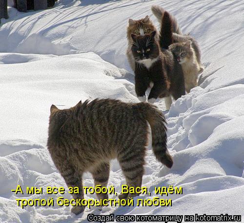 -А мы все за тобой, Вася, идём тропой бескорыстной любви... Котоматрица: -А мы все за тобой, Вася, идём тропой бескорыстной любви