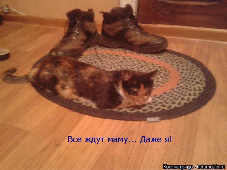 Все ждут маму... Даже я!... Котоматрица: Все ждут маму... Даже я!
