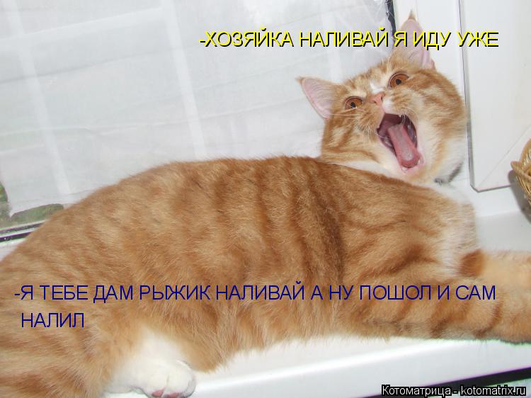 -ХОЗЯЙКА НАЛИВАЙ Я ИДУ УЖЕ -Я ТЕБЕ ДАМ РЫЖИК НАЛИВАЙ А НУ ПОШОЛ И САМ НАЛИЛ... Котоматрица: -ХОЗЯЙКА НАЛИВАЙ Я ИДУ УЖЕ -Я ТЕБЕ ДАМ РЫЖИК НАЛИВАЙ А НУ ПОШОЛ И САМ НАЛИЛ